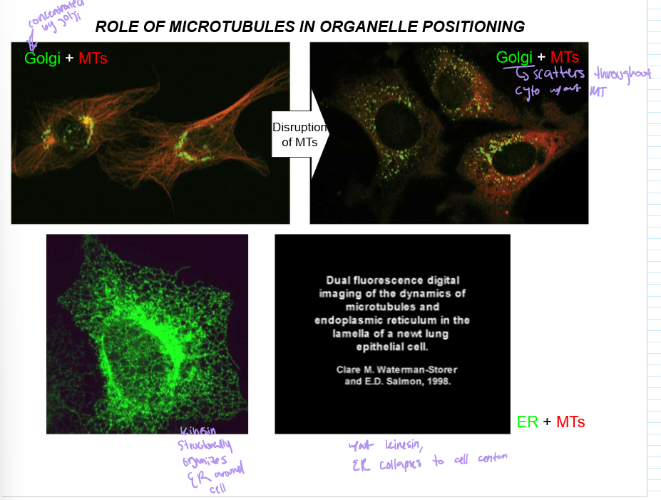 <p>Microtubules organize the Golgi to be around the nucleus, and Kinesin will concentrate the ER around the nucleus too</p><p>Without it, the ER collapses around the cell, as does the golgi</p>