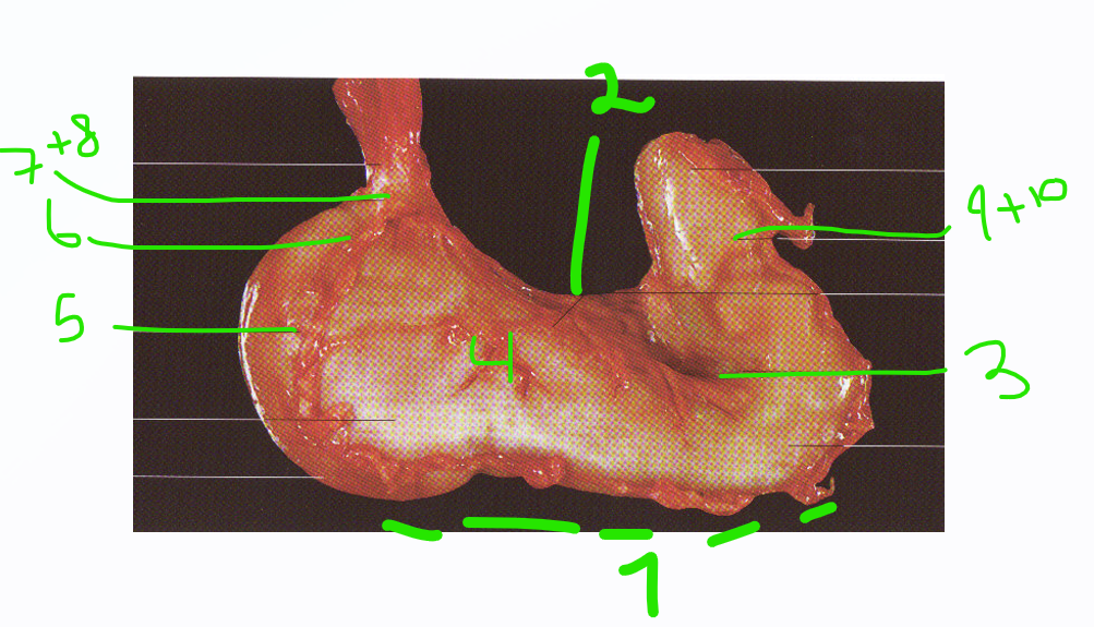 <p>what do we in general describe on simple stomach? which species is this?</p>