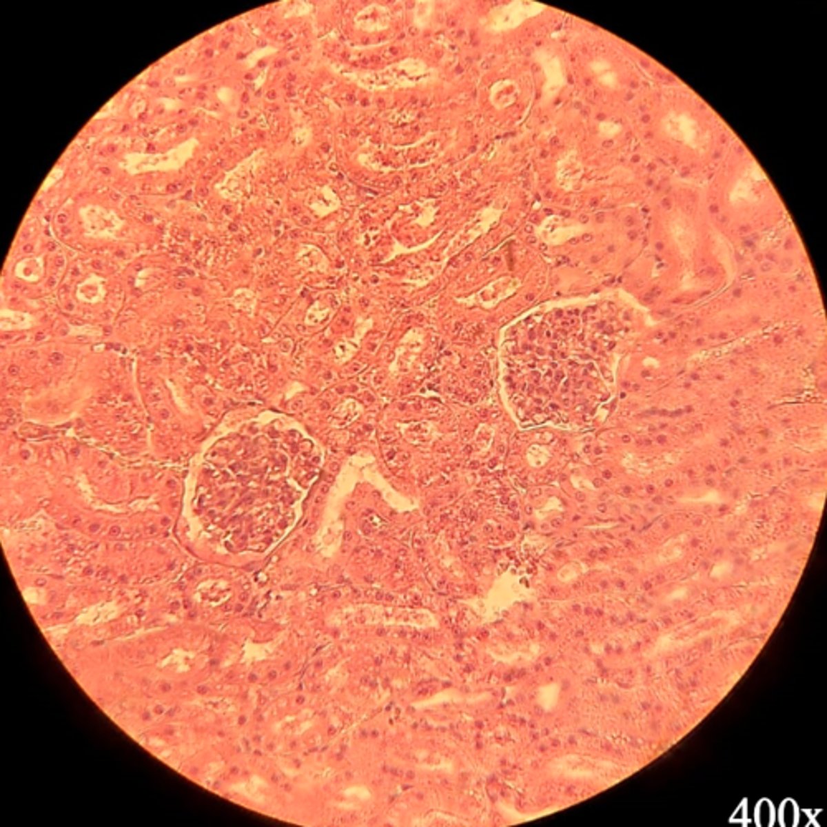 <p>Name the organ</p>