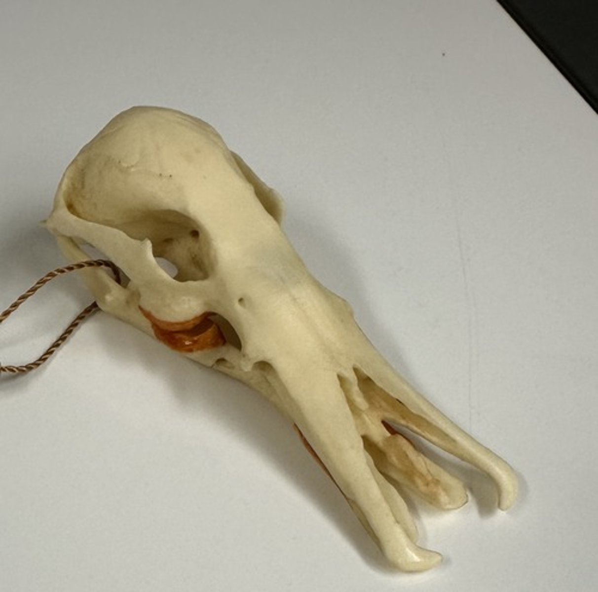 <p>What specimen is this?</p>