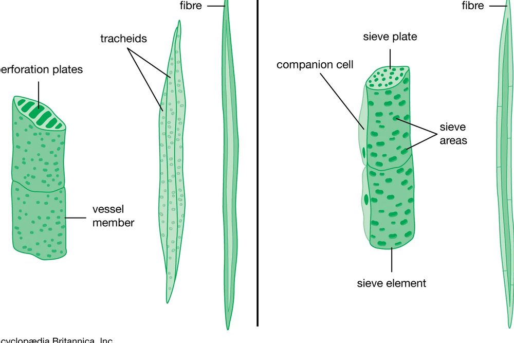 <p>Tracheids and vessel elements are both____ <strong>and part of the </strong>__</p>