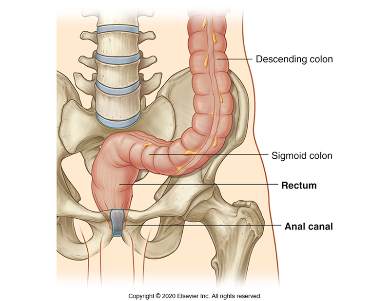 <p>Within the pelvic cavity, posterior to the:</p><ul><li><p>Vagina in females</p></li><li><p>Prostate in males.</p></li></ul><p></p>