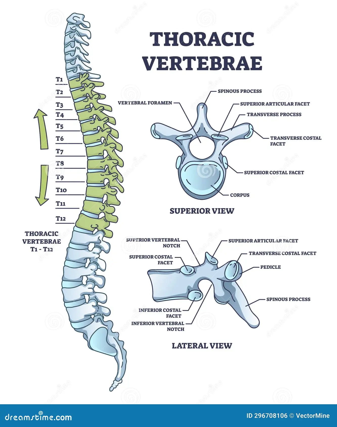 <p>thoracic bones </p>