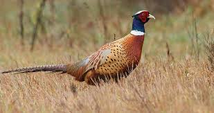 <p>Phasianus colchicus</p>