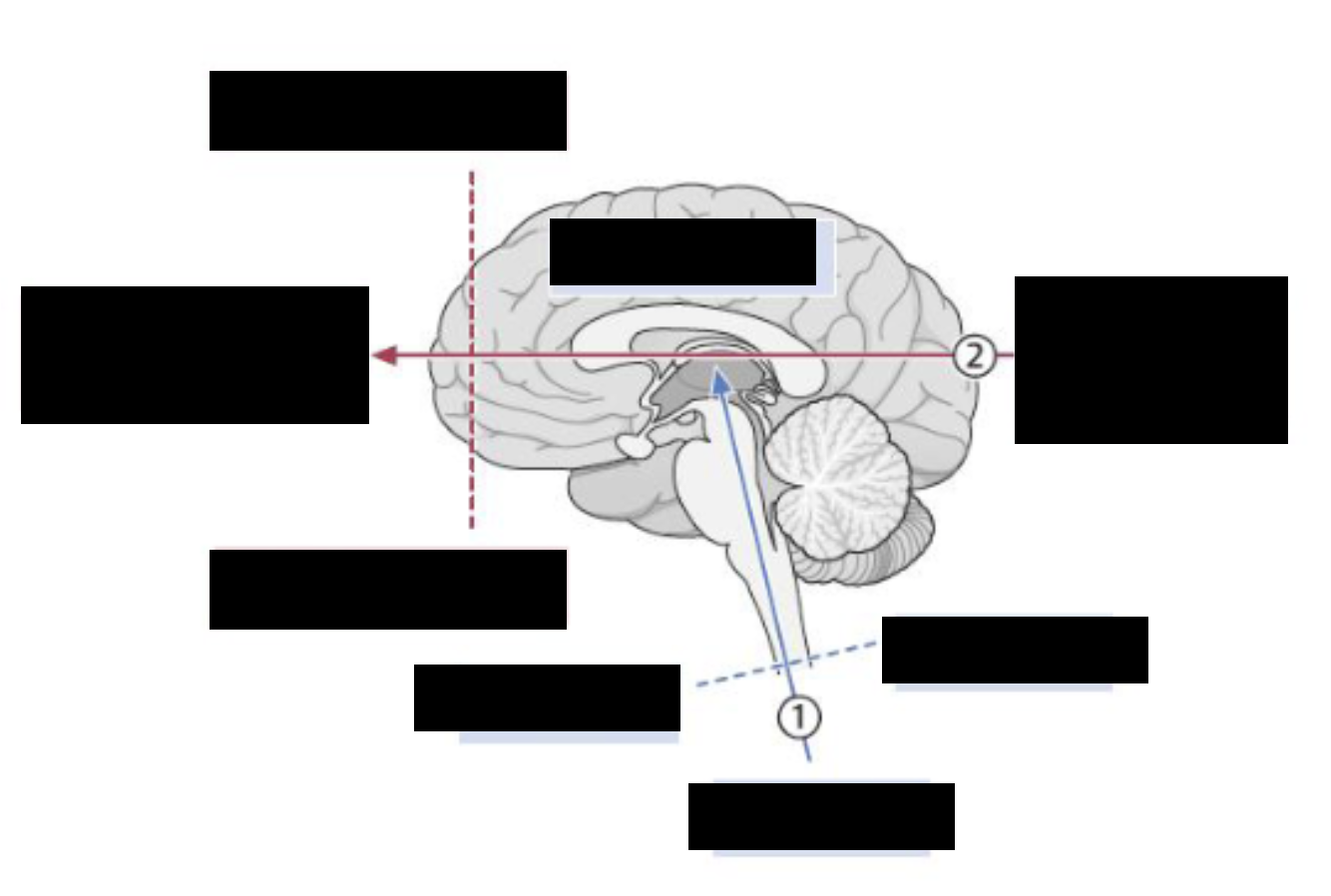 <p>label the anatomical/directional</p>