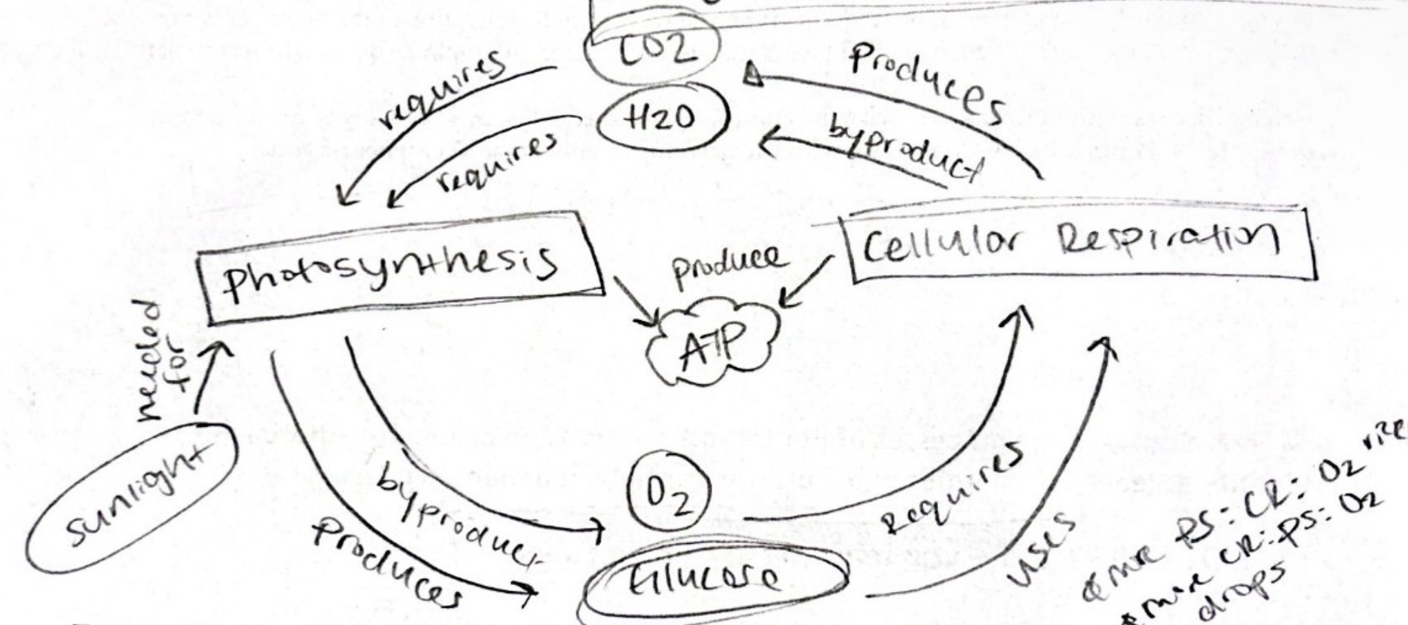 <p>Identify the differences between CR and Photosynthesis</p>