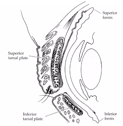 <p>cross section of middle of the eye </p>