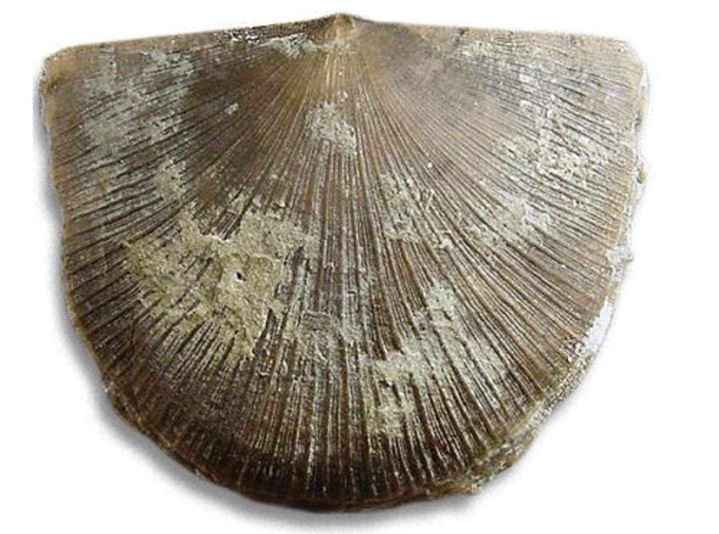 <p>an extinct genus of large brachiopod that existed from the Darriwilian to the Ludlow epoch</p>