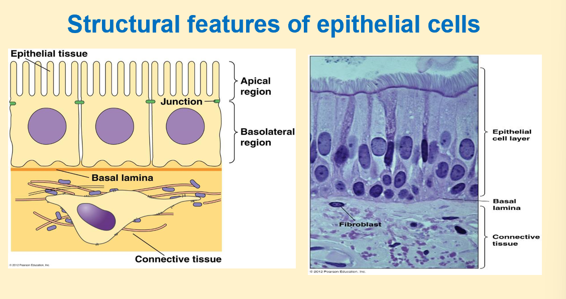 <p>-basal: left to right</p><p>-lateral: up and down</p><p>-basolateral region important for cell polarity </p><p>-apical regions have specific structures which are pointed towards lumen of particular organ </p><p>-basal region: has connective tissue underneath it to provide matrix for support and is in contact with blood supply</p><p>-basal lamina: helps entire cellular lining to be embedded/ connected with connective tissue</p><p>-basal lamina and region under it is rich in lots of dif proteins and enzymes and act as reservoir for lots of dif cellular activities </p><p>-extra cellular matrix (under basal lamina): rich in connective tissue, collagen proteins, fibroblast </p><p>-lateral regions: rich in junction proteins (green): maintain tissue integrity so cells don’t start floating around in extracellular fluid, function like a tissue </p>