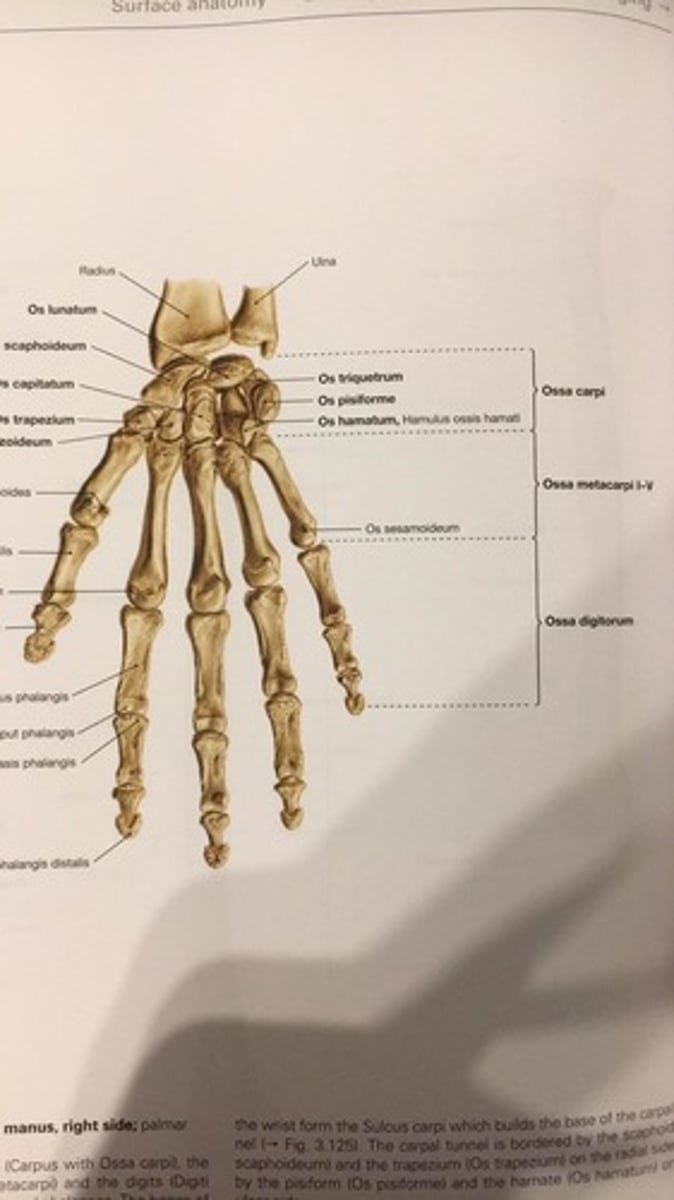 <p>ossa digitorum manus / phalanges</p>