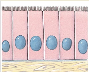 <p>Which classes of epithelium is:</p><ul><li><p>Single layer.</p></li><li><p>Tall.</p></li><li><p>Ciliated (transportive) <em>lining of uterine tubes</em>.</p></li><li><p>Nonciliated (protection, secretion, absorption) <em>lining of digestive tact</em>.</p></li></ul><p></p>