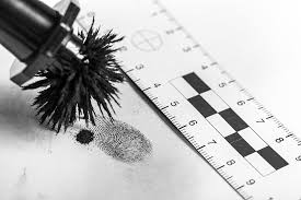 <p>Invisible prints. Dusting powder with a brush to help visualize print </p>