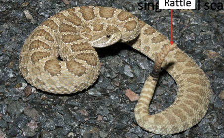 <p>Genus: Crotalus</p>