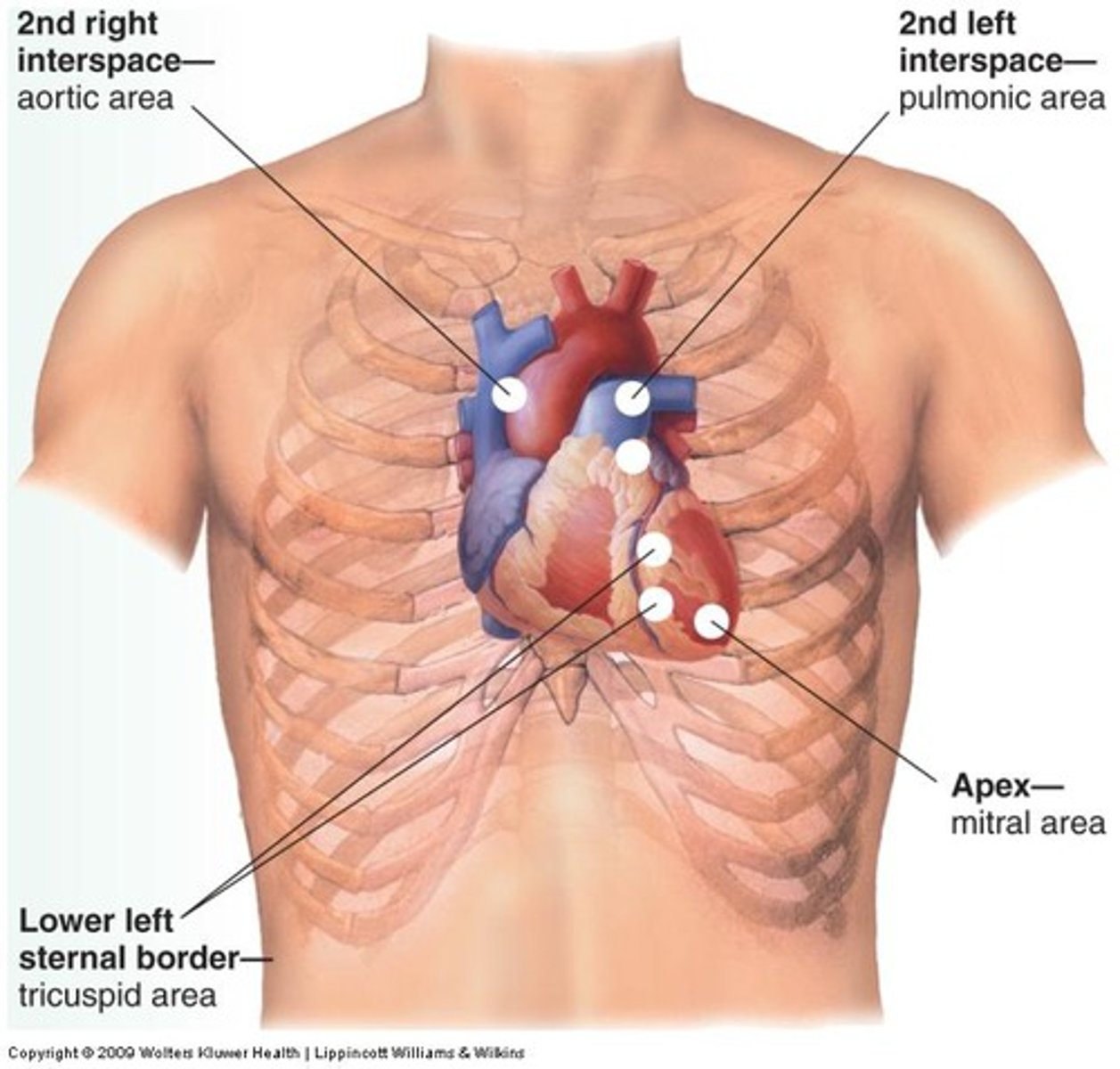 <p>Where are the sounds of the aortic semilunar valve heard in? </p>