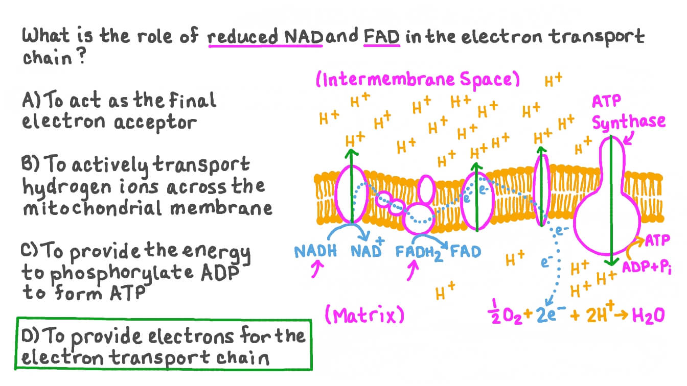 <p>They reduce complexes of the ETC by providing electrons.</p>
