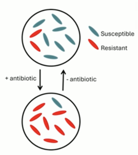 <p>a single bacterial strain harbors both susceptible and resistant cells</p><ul><li><p>susceptible cells grow faster and have a fitness cost (take more energy to make) </p></li><li><p>con: sample collecting and appropriate treatment can be difficult </p></li></ul><p></p>