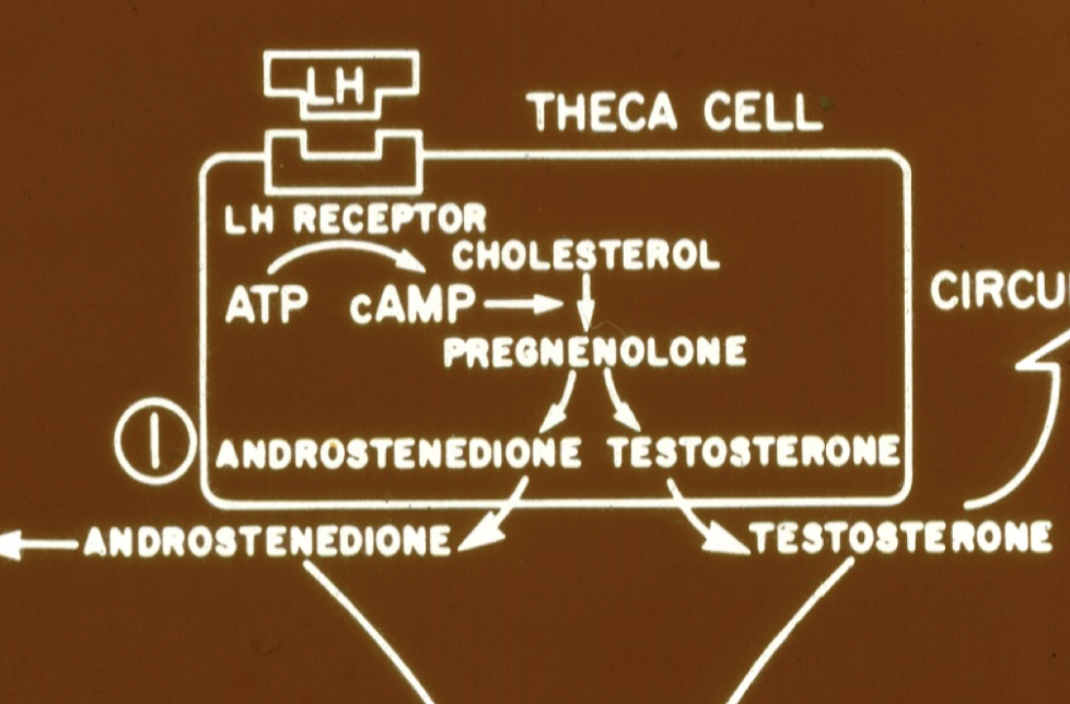 <p>LH binder till ytreceptorer på thecaceller vilket aktiverar en enzymatisk kedjereaktion. Dessa enzymer omvandlar kolesterol till androgener (testosteron &amp; androstendion). </p><p>→ Dessa aromatiseras <strong>aromatas</strong> från granulosacell. </p>