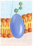 contain carbohydrates attached to cell surface proteins, which serve as "name tags" that help the immune system recognize its own cells