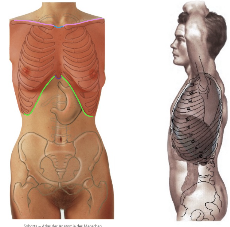<p>Thorax afgrænses af… (superiort, inferiort og posteriort)</p>