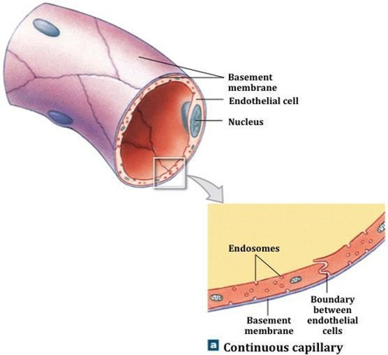 <p>Capillaries with complete endothelial lining found in all tissues except epithelia, cartilage, lens, cornea, tendons, and ligaments.</p>