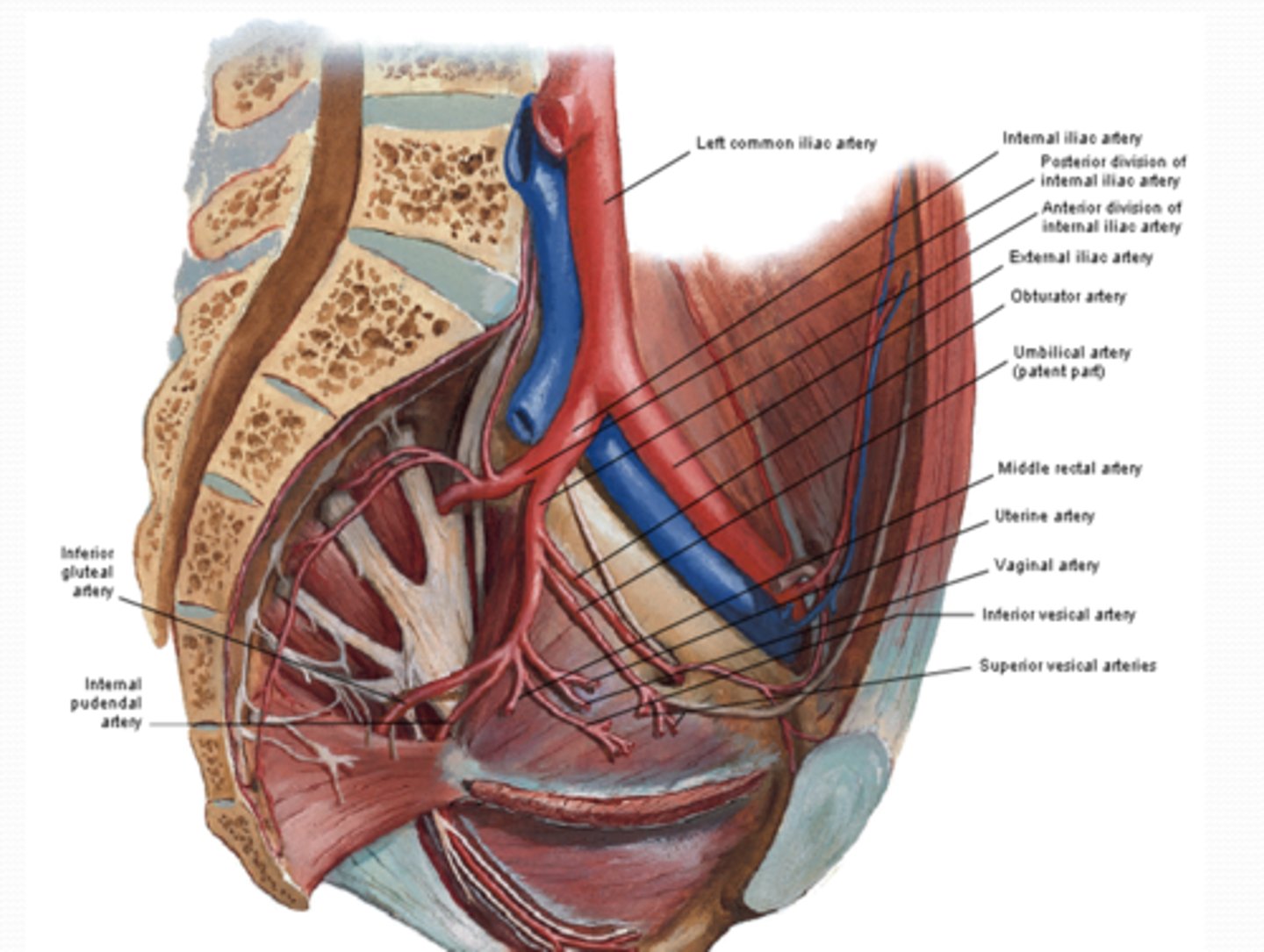 <p>What is the Middle rectal artery of the anterior division of the pelvis supply? (3)</p>