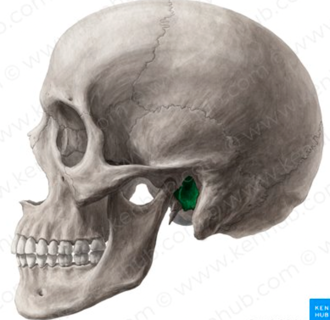 <p>large hole on lateral side of bone; canal through which sound enters leading to middle ear and eardrum</p>