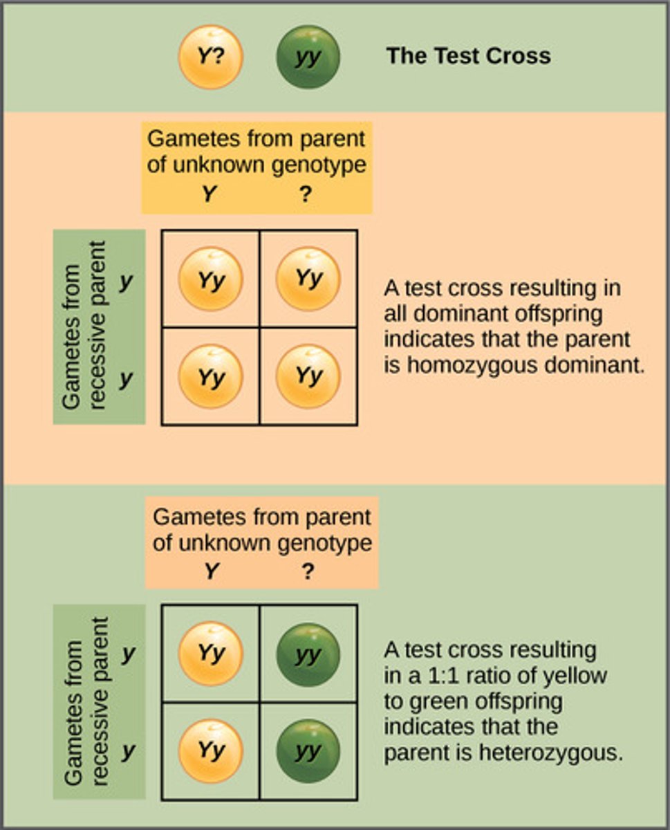 <p>the genotype of an organism expressing the dominant phenotype is unknown</p>