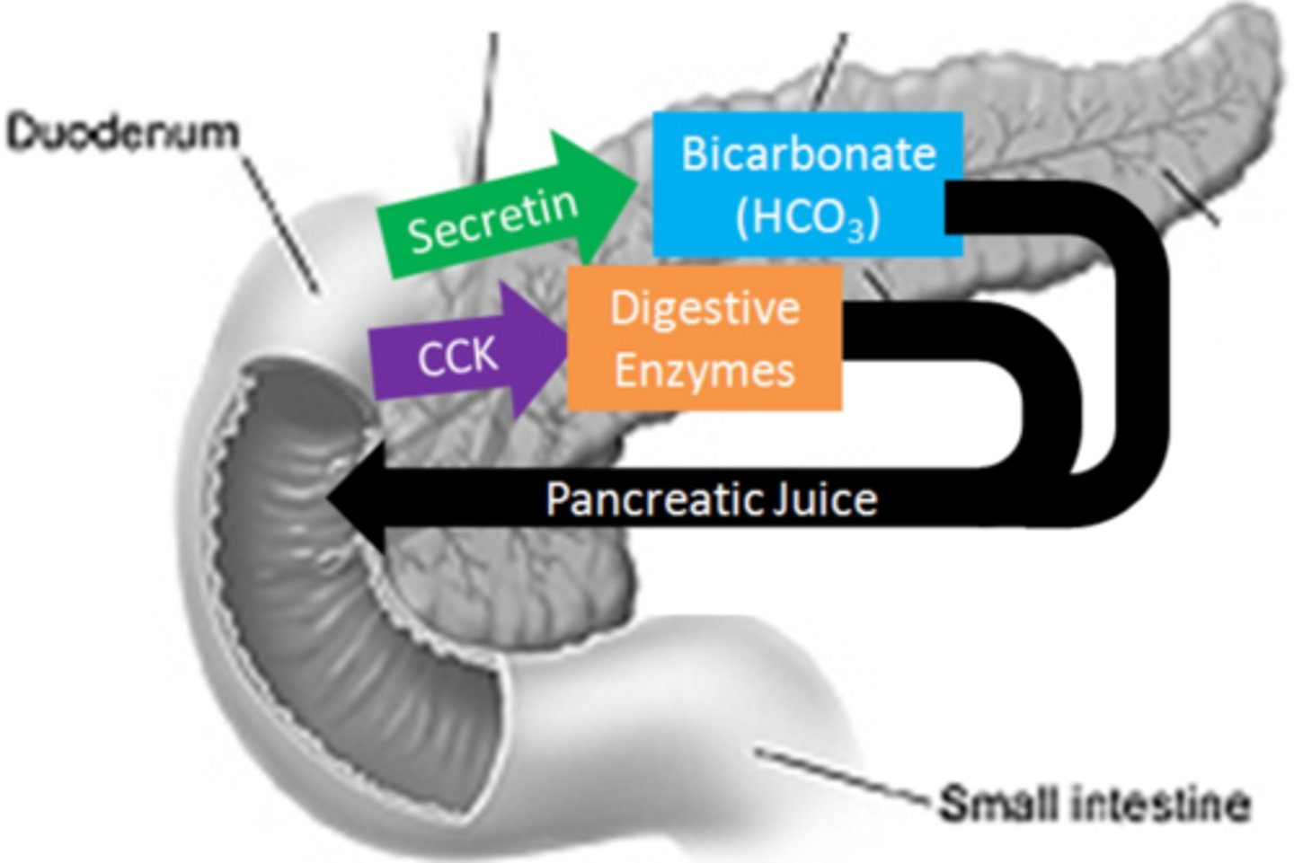 <p>hormone secreted by the small intestine that signals for accessory organs to help in the process of digestion</p>