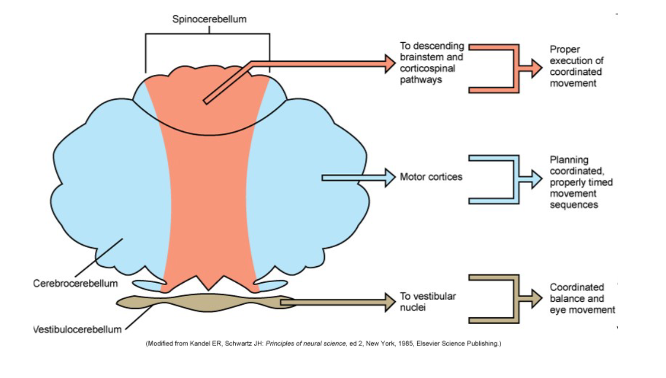 <p>1) spinocerebellum - proper execution of coordinated movement</p><p>2) Cerebrocerebellum - planning coordinated, properly timed movement sequences</p><p>3) Vestibulocerebellum - coordinated balance and eye movement </p>