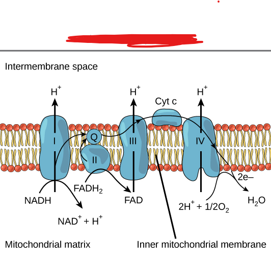 <p>A series of proteins and organic molecules found in the inner membrane of the mitochondria. Electrons are transported through them through various redox reactions.</p><p>The chain of enzymes/proteins, within a plasma membrane, that are responsible for transporting electrons along a plasma membrane and for producing energy while doing so (through pumping H+ cations and creating a gradient. ATP is then produced through ATP synthase and H+ cations coming back inside)</p><p>Oxygen sits at the end of this chain within the Krebs cycle with the purpose of being reduced by electrons.</p><p>Found in the plasma membrane in prokaryotes and in the inner mitochondrial membrane in eukaryotes.</p><p>Has complexes labeled 1-4</p><p>The picture attached outlines an example of an _____ ____ ____</p>
