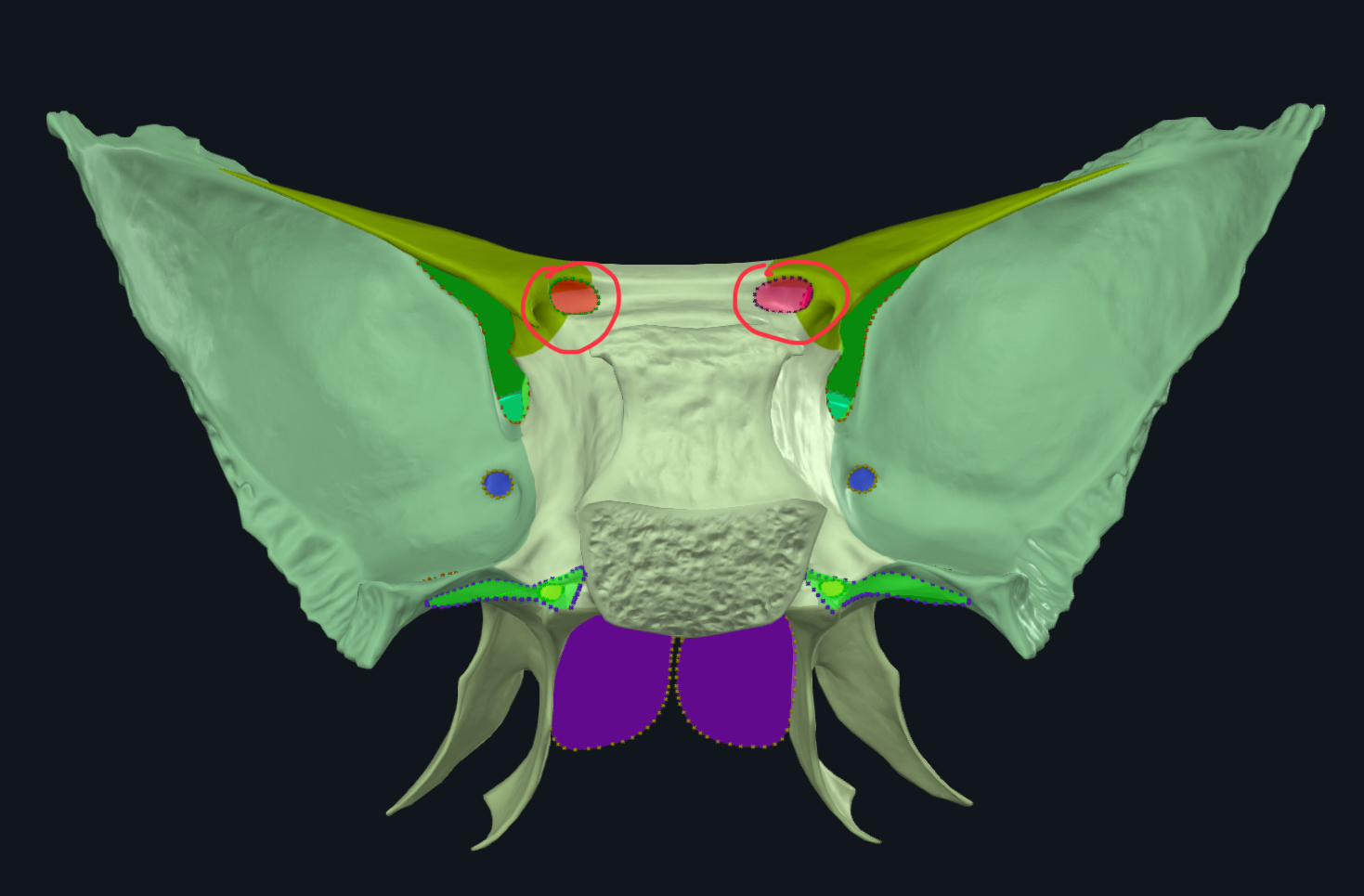 <p>Sphenoid bone</p>
