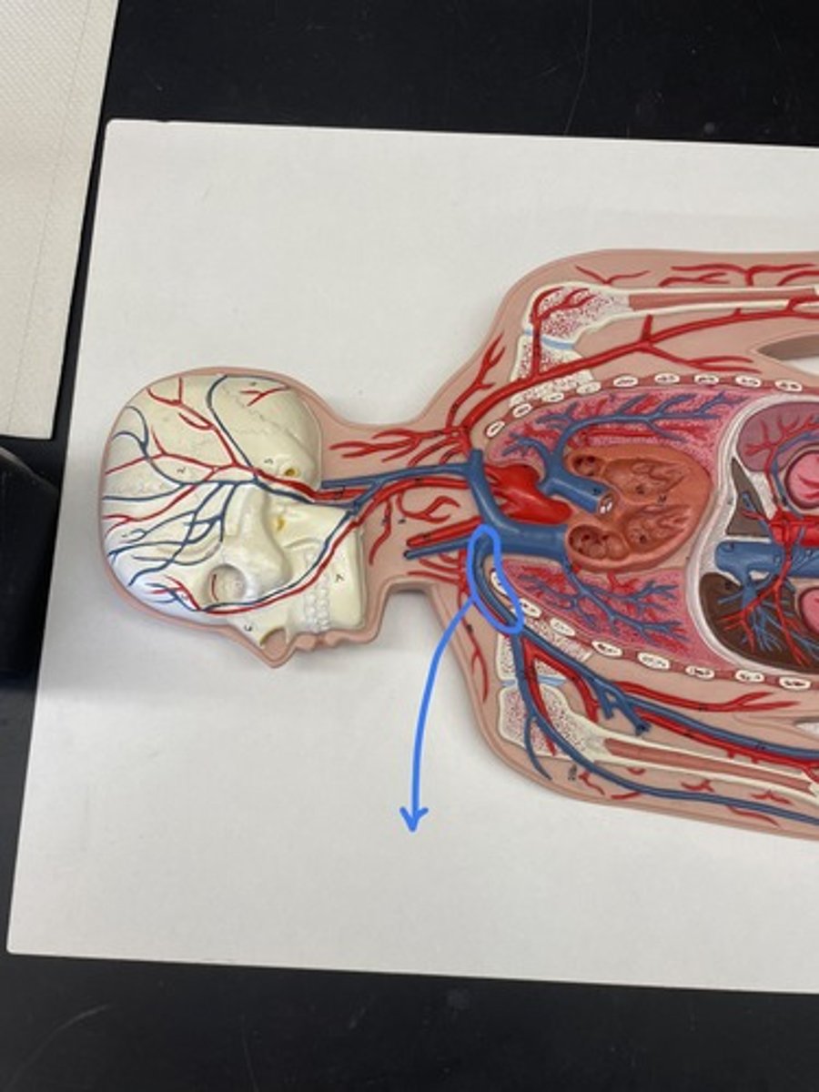 <p>either of the two veins that returns blood from the arms to the heart</p>