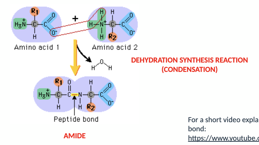 <p>amino acids are bound together through <strong>peptide </strong>(amide) bonds</p><p>a protein is a <strong>polypeptide </strong>chain</p><p></p><p>they are joined through dehydration synthesis reaction (also known as condensation)</p>
