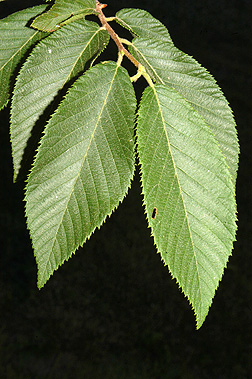term image
