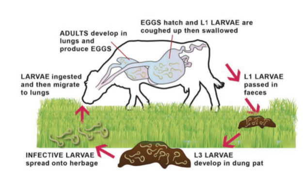 <ul><li><p>Direct</p></li><li><p>Female worms ovo-viviparous —> lay larvated eggs which hatch immediately</p></li><li><p>L1 in lungs coughed up, swallowed, passed out in faeces</p></li></ul><p></p>