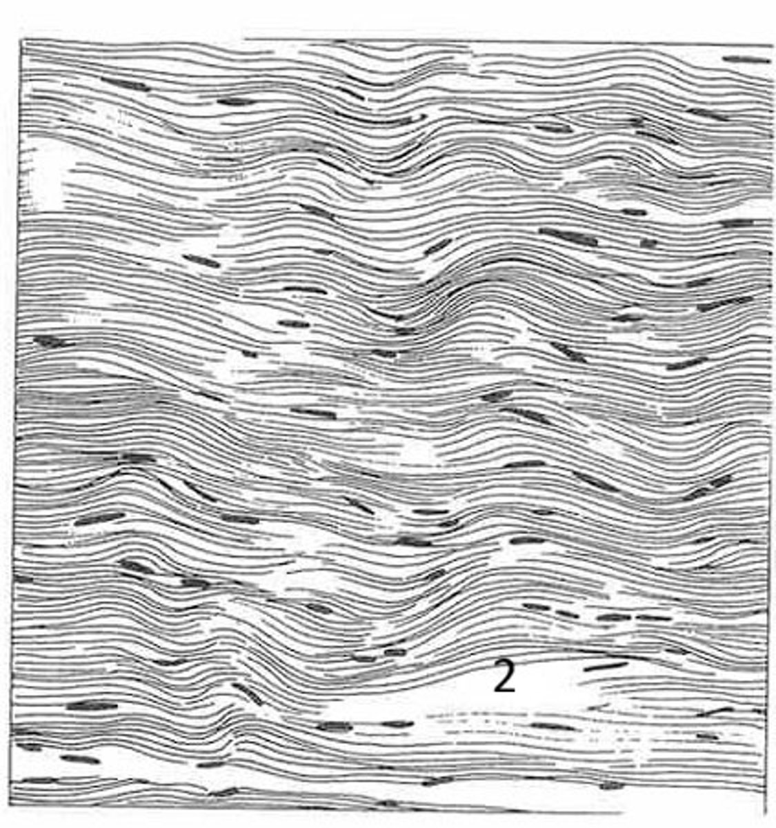 <p>What is the function of this tissue?</p>