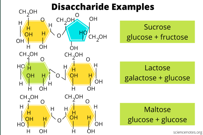 <p>• complex sugar • made up of 2 molecules joined together • sucrose (glucose fructose), maltose (glucose2), lactose (galactose glucose)</p>