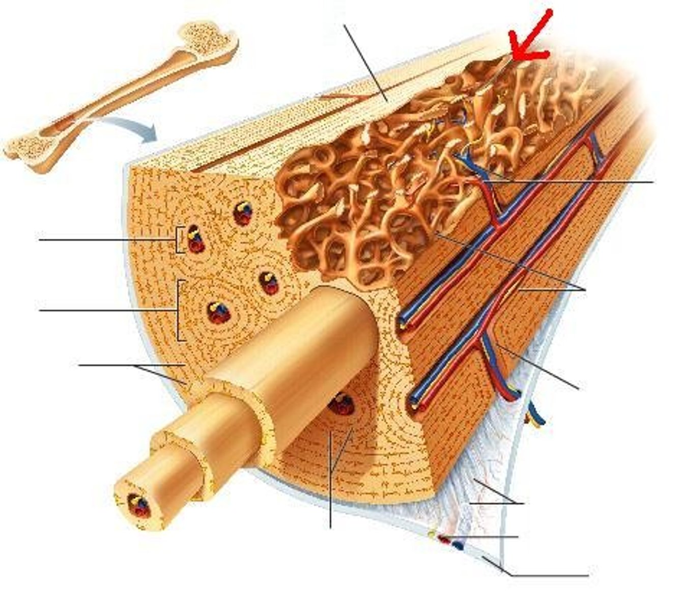 <p>A looser, more porous type of bone tissue found at the inner core of the epiphyses in long bones and all other bone types. Spongy gone is filed with red bone marrow, important in blood cell formation.</p>
