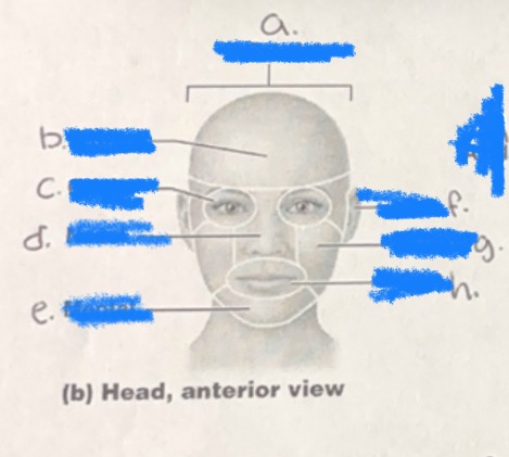 <p>c. Head</p>