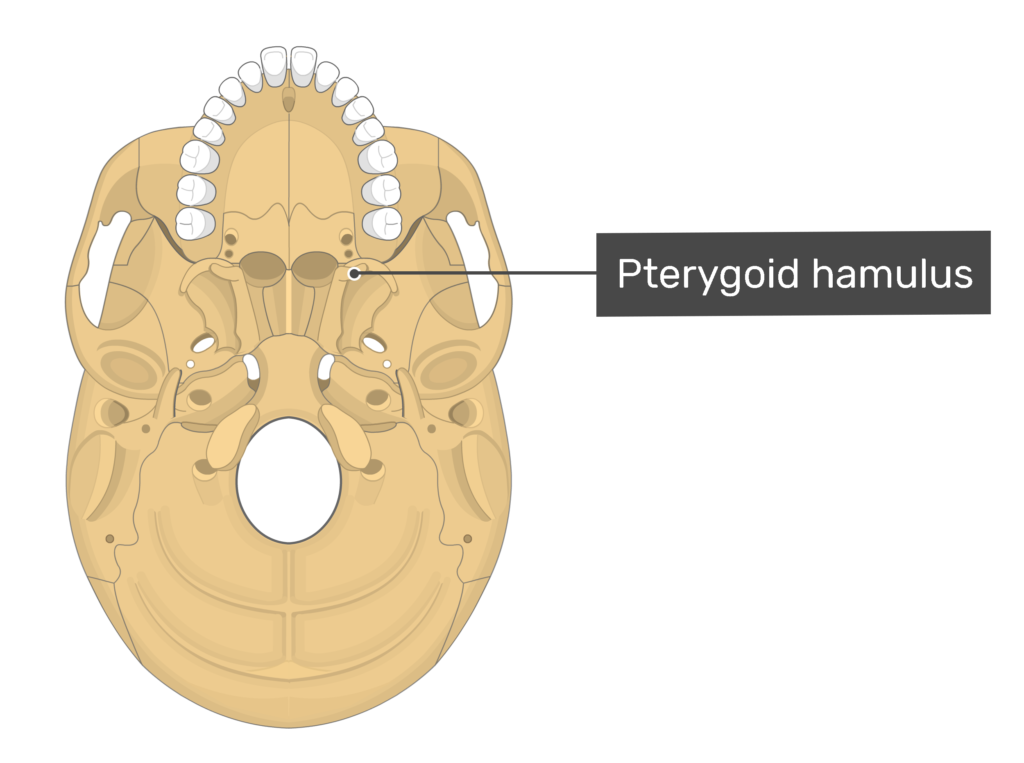 <p>Name the structure</p>