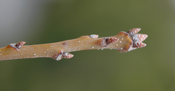 <p>chinkapin oak, Quercus muehlenbergii (Fagaceae)</p>