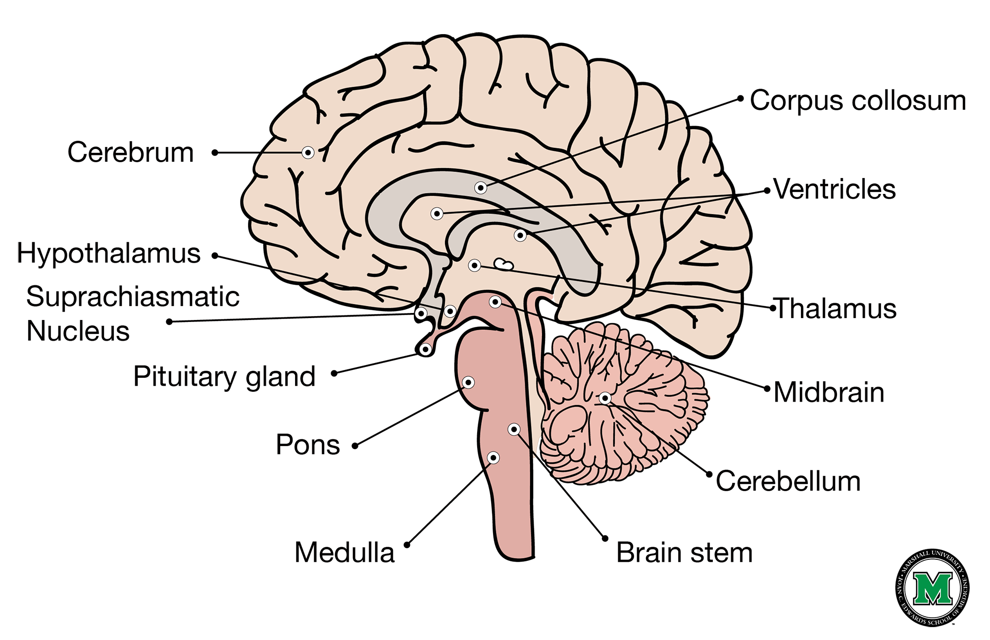 <p>-Right and left hemisphere</p>