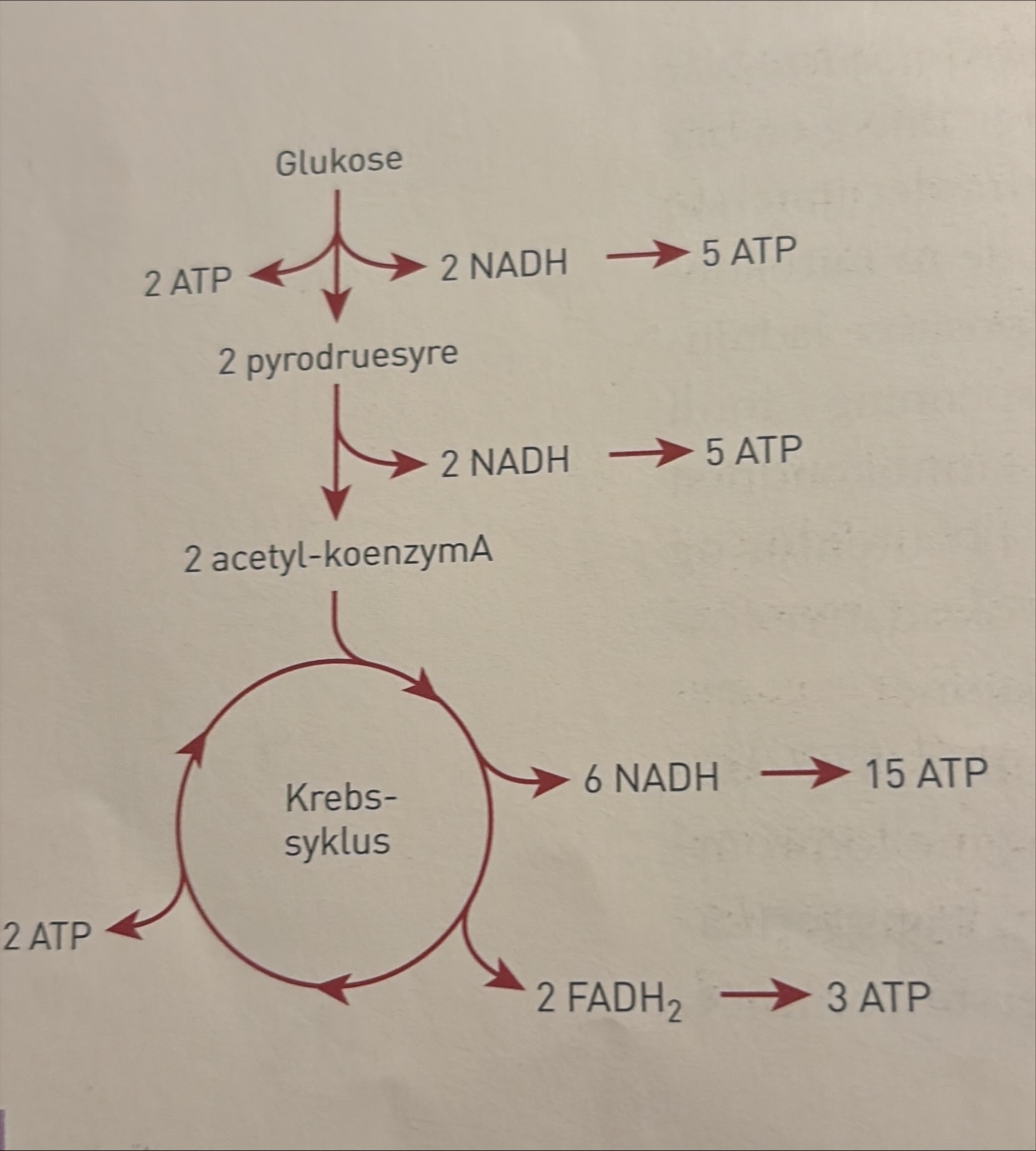 <p>I den tredje hoveddelen av den aerobe celleåndingen, den oksidative fosforyleringen, blir energi overført fra NADH og FADH₂ til ATP. Det er vanskelig å beregne hvor mye energi som kan overføres fra et NADH- eller FADH₂-molekyl til ATP, altså hvor mange ATP-molekyler som kan bygges ved hjelp av energien fra NADH og FADH₂. Vanligvis antar vi at energien i to NADH kan danne fem ATP, mens energien i to FADH₂ er nok til å danne tre ATP. De to NADH-molekylene som ble dannet i cytosol ved glykolysen, må fraktes inn gjennom mitokondriemembranene, der energien fra NADH kan overføres til ATP. Transporten er aktiv, det vil si at den er energikrevende.<br><br>Tidligere antok man at det “kostet” ett ATP per to NADH å få dem gjennom membranen, men det har vist seg at den energimengden som kreves, er svært liten. Derfor blir det totale energiutbyttet ca. 32 ATP. Før ble energiutbyttet ved spalting av et glukosemolekyl målt til 36 ATP, men nyere beregninger angir et litt lavere utbytte. Det er vanskelig å si sikkert om det riktige antallet er 36 eller 32.<br><br>Figuren ved siden av viser den aerobe nedbrytningen av glukose til karbondioksid, vann og energibæreren ATP. ATP blir dannet i de katabolske reaksjonene som skjer når glukose blir brutt ned i glykolysen, krebssyklusen og den oksidative fosforyleringen. Også energien i FADH₂ og NADH blir overført til ATP.</p><p class="MsoNormal">NADH fra glykoluysen mp inn i mitokondriee ved aktiv transort for å få overført energien til ATP, men den energiemngden som kreves, er svørt liten. Totalt blir det dannes ca 32 ATP per gluoksemoleyl.</p>