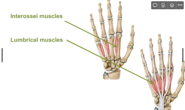 <ul><li><p>Interossei muscles</p></li><li><p>Lumbrical muscles </p></li></ul>