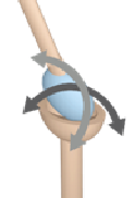 <p>Condyloid joints</p>