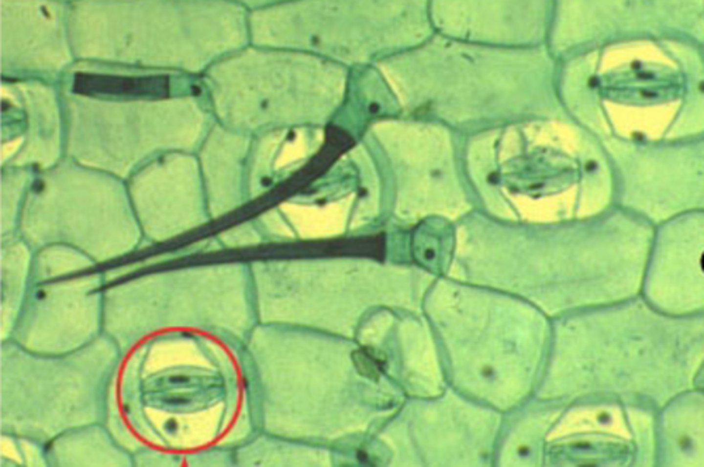 <p>features/parts of epidermis</p>