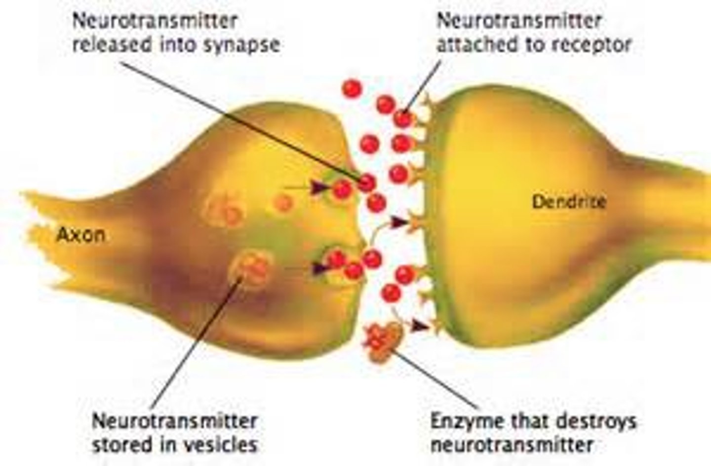 <p>chemical messengers in the nervous system</p>