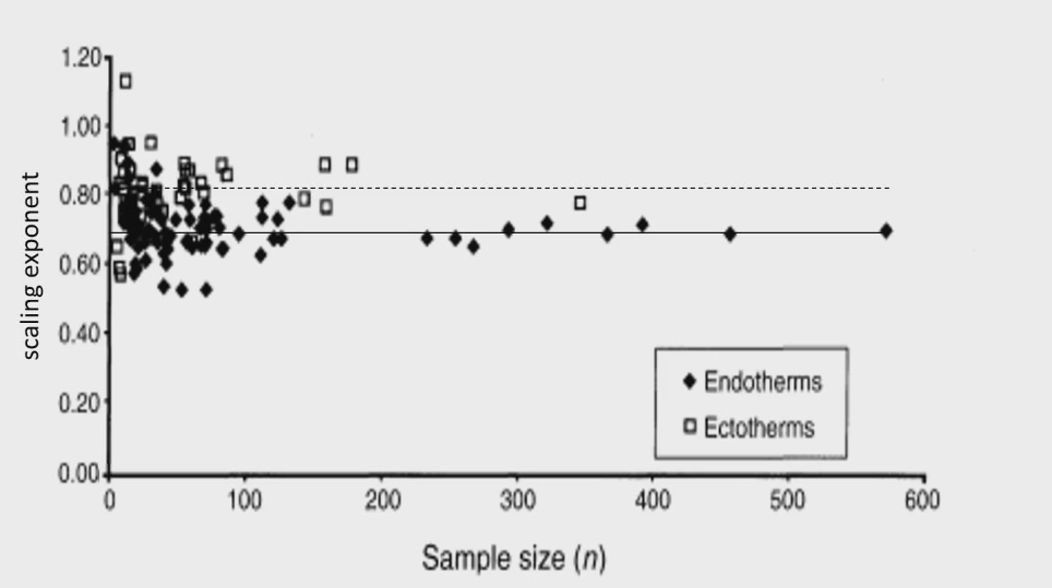 <ul><li><p>Surface law for mammals and endothermic (animals with high MR that can regulate their own temp)</p></li><li><p>Ectotherms can’t use their own heat to regulate body temp because low MR</p></li><li><p>Different studies and plotted what scaling exponent was</p></li><li><p>For endothermic (mammals and birds) the average scaling exponent was 0.67 (exactly what surface law predicts)</p></li><li><p>Ectotherms the average scaling exponent was 0.8. Surface law was unable to predict scaling exponent for ectotherms</p></li><li><p>For endothermic, high MR, large metabolic heat, ability to get rid of heat is a constraint and limititation to how fast MR can be</p></li><li><p>Ectotherms are not limited by how they get rid of body heat, they barely produce any body heat at all.</p></li><li><p>Surface law great for enthrotherms, not ectotherms</p></li></ul><p></p>