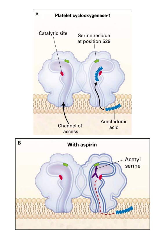 <p>Når inhibitor binder seg til enzymet slik at den ikke løsner igjen. Kan være kovalent eller ikke-kovalent. F.eks aspirin</p>