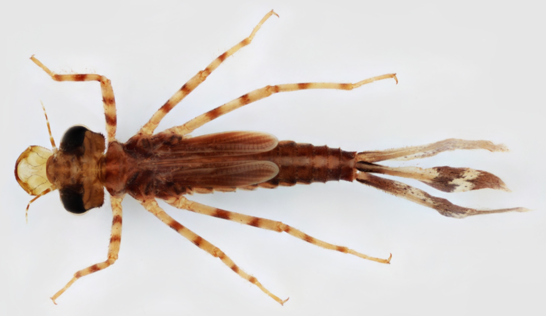 <ul><li><p>Large eyes and jaws</p></li><li><p>Six legs</p></li><li><p>Abdomen usually much narrower and slenderer than that of dragonflies</p></li><li><p><strong>Three oar-shaped tails</strong>, which are actually their gills</p></li></ul>